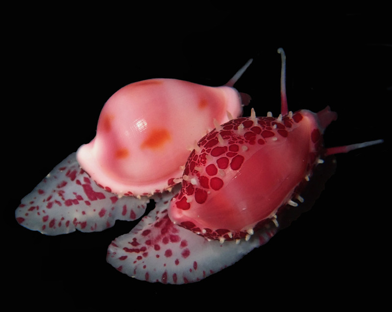 仇东平水摄作品14-恋爱前行_每日一照2021_海富瑜