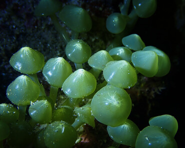 仇东平水摄作品15-青翠欲滴_每日一照2021_海富瑜