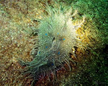蓝点幽灵海兔、Bursatella leachii_䬏牞_海富瑜