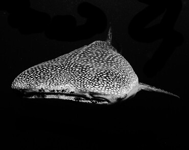 仇东平水摄作品16-前进_每日一照2021_海富瑜