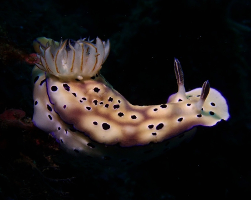 仇东平水摄作品18-催恩海兔_每日一照2021_海富瑜