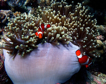 仇东平水摄作品19-公主海葵和公子小丑_每日一照2021_海富瑜