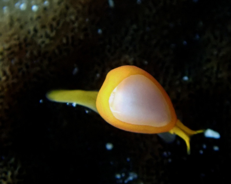 仇东平水摄作品19-真心爱神螺_每日一照2021_海富瑜