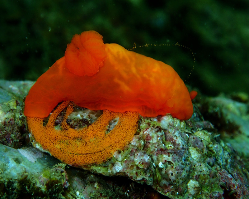 仇东平水摄作品22-海兔产卵_每日一照2021_海富瑜