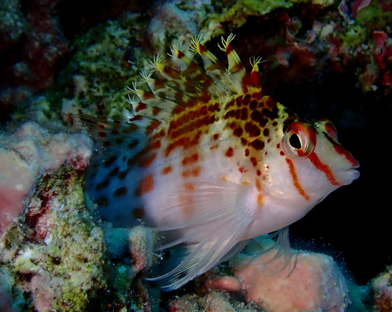 仇东平水摄作品23-斑金䱵的微笑_每日一照2021_海富瑜