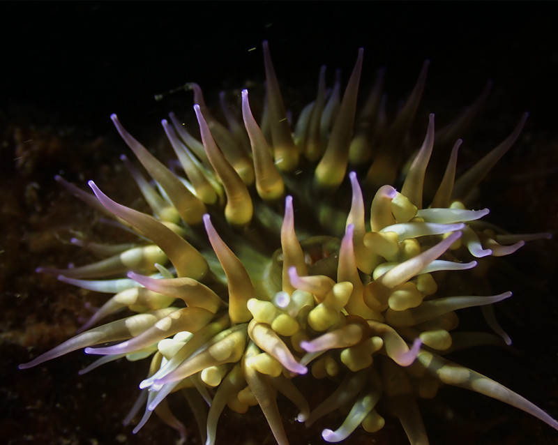 仇东平水摄作品26-紫红樱花海葵_每日一照2021_海富瑜