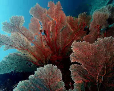 仇东平水摄作品25-海扇林_每日一照2021_海富瑜