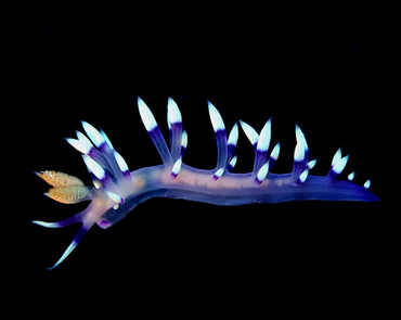 仇东平水摄作品28-紫环米羽海兔_每日一照2021_海富瑜