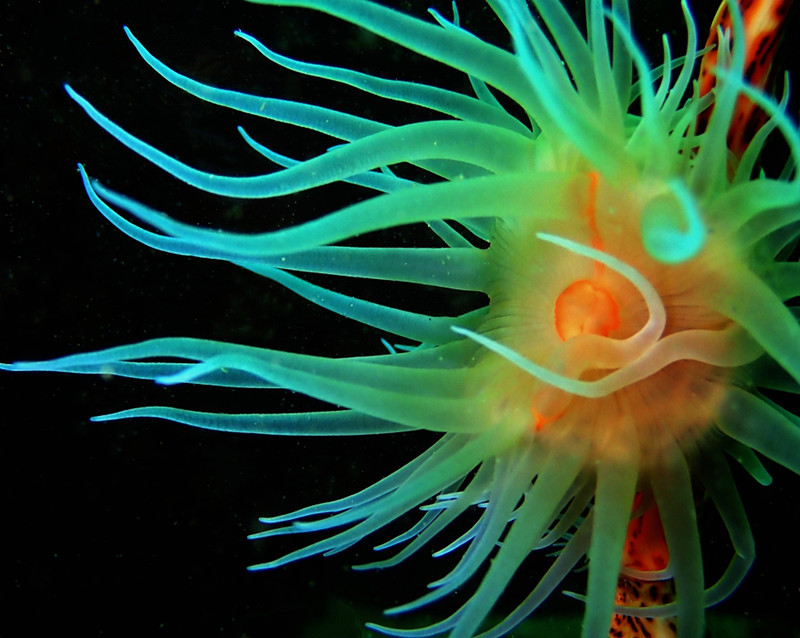 仇东平水摄作品2-豹纹海葵_每日一照2021_海富瑜