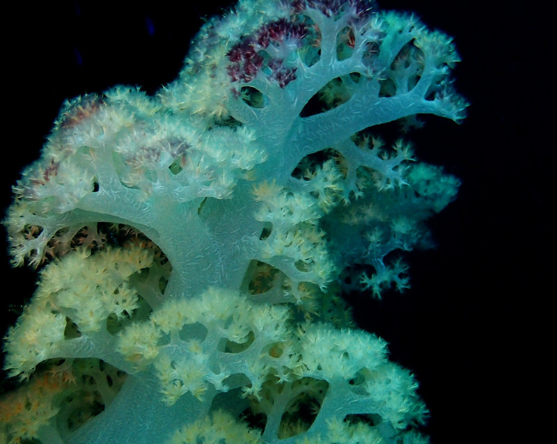 仇东平水摄作品30-雪里红玉珊瑚_每日一照2021_海富瑜