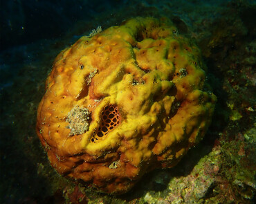 黄牛屎海绵_海生物_海绵_海富瑜