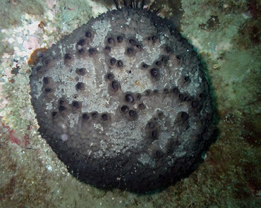 牛屎海绵_海生物_海绵_海富瑜