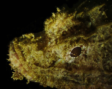 石崇、石头鱼、Scorpaenopsis oxycephala_海生物_海鱼_海富瑜