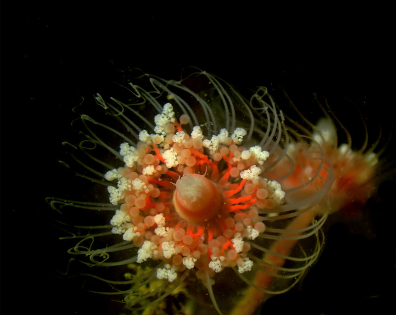 仇东平水摄作品33-不明异形生物_每日一照2021_海富瑜