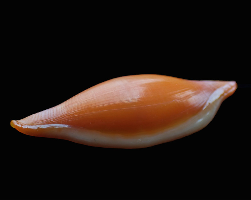 短喙海兔螺、短喙骗梭螺、Phenacovolva brevirostris_短喙海兔螺_海富瑜