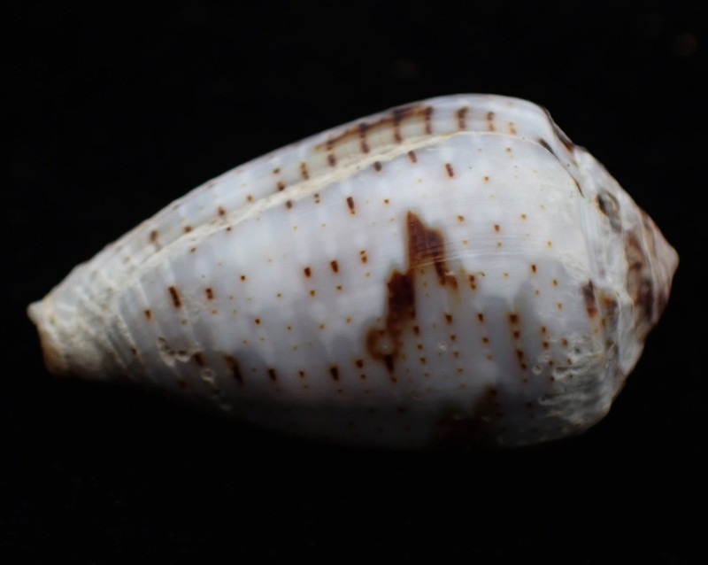 花冠芋螺、Conus coronatus_花冠芋螺_海富瑜