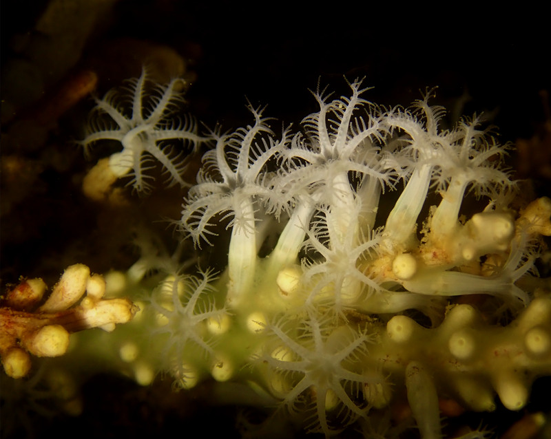 仇东平水摄作品34-不知名珊瑚_每日一照2021_海富瑜