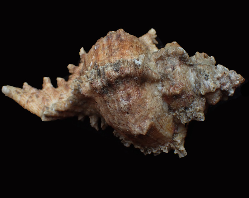 亚洲千手螺、八角螺、Chicoreus asianus_亚洲千手螺_海富瑜