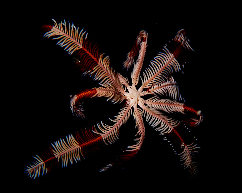 仇东平水摄作品35-棕斑羽毛星_每日一照2021_海富瑜