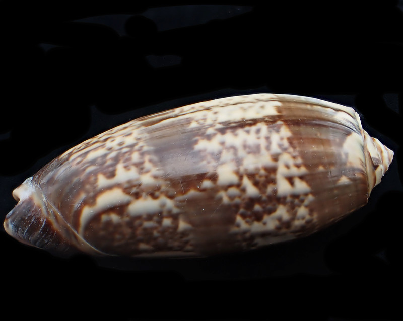 橙口榧螺、Oliva miniacea_橙口榧螺_海富瑜