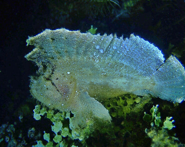 仇东平水摄作品37-守候_每日一照2021_海富瑜