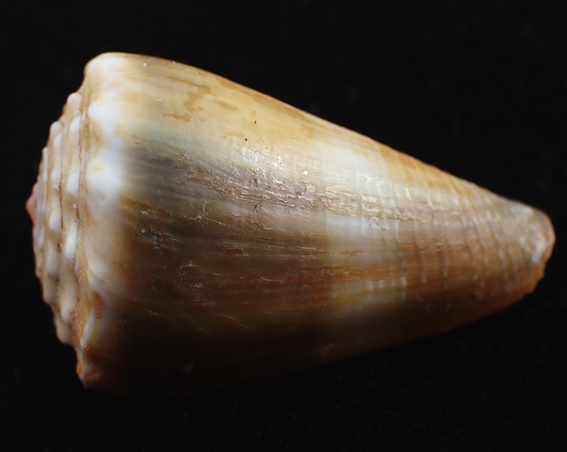 起霞芋螺、 Conus sugillatus_起霞芋螺_海富瑜
