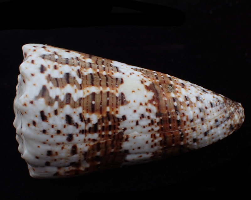帝王芋螺、Conus regius_帝王芋螺_海富瑜