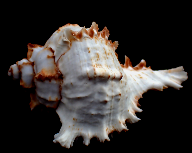 菊花千手螺、Chicoreus giadae_菊花千手螺_海富瑜