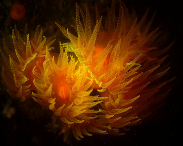 仇东平水摄作品38-太阳花火焰_每日一照2021_海富瑜