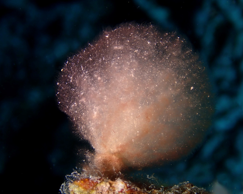 仇东平水摄作品42-不明生物_每日一照2021_海富瑜
