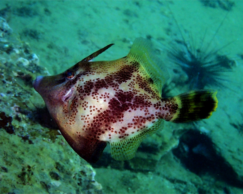 仇东平水摄作品41-沙鯭仔_每日一照2021_海富瑜