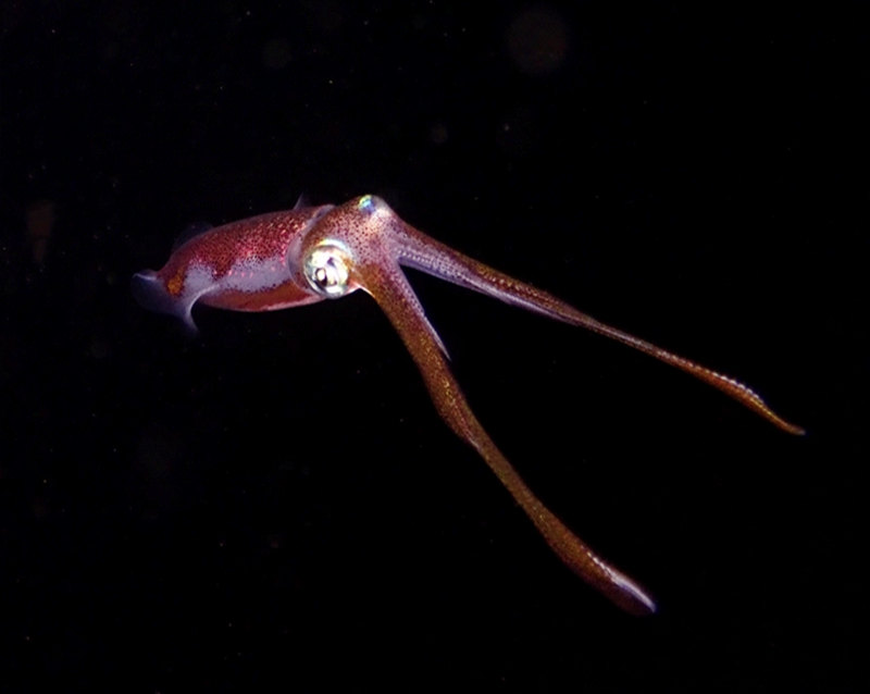 仇东平水摄作品43-吹筒仔_每日一照2021_海富瑜