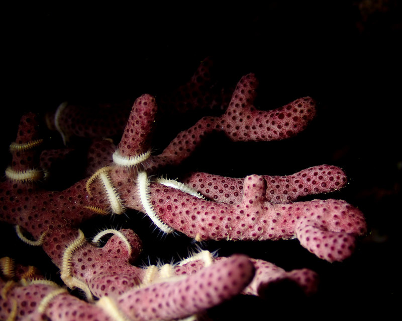 仇东平水摄作品44-珊瑚上的蛇尾星_每日一照2021_海富瑜