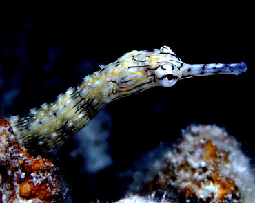 仇东平水摄作品45-冠海龙_每日一照2021_海富瑜