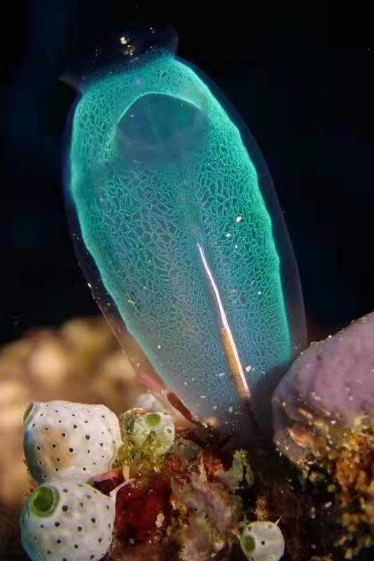 仇东平水摄作品46-网纹蓝灯泡海鞘_每日一照2021_海富瑜