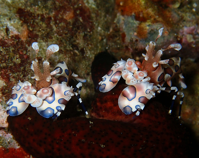 仇东平水摄作品47-小丑虾_每日一照2021_海富瑜