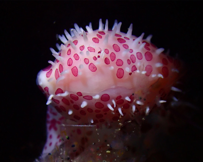 仇东平水摄作品48-红斑海兔螺_每日一照2021_海富瑜