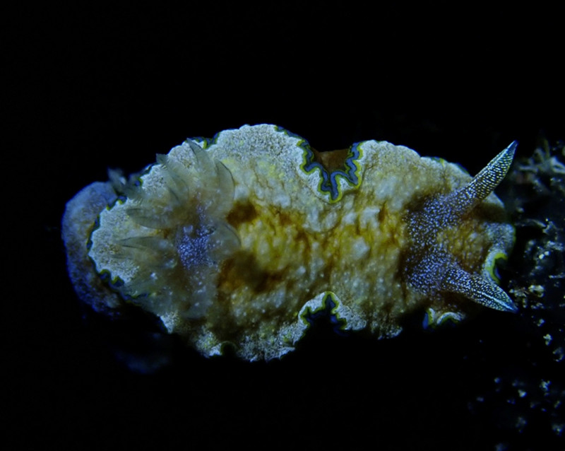 仇东平水摄作品49-Glossodoris cincta（胖婶海兔）_每日一照2021_海富瑜