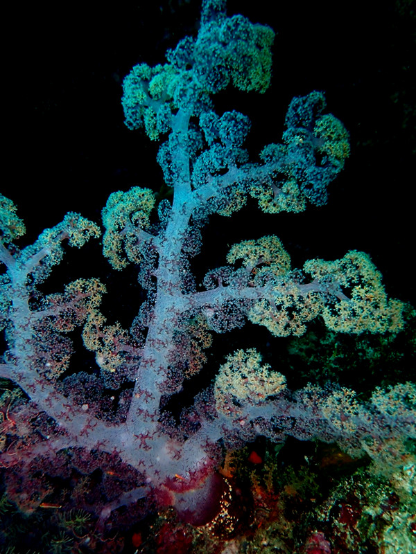 仇东平水摄作品50-雪松玉珊瑚_每日一照2021_海富瑜