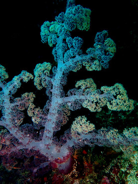 仇东平水摄作品50-雪松玉珊瑚_每日一照2021_海富瑜