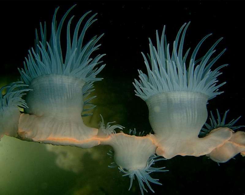 仇东平水摄作品51-不知名海葵-1_每日一照2021_海富瑜