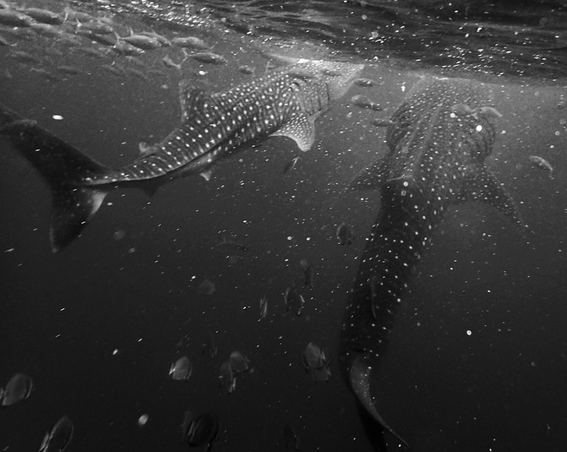 仇东平水摄作品52-习惯喂养的鲸鲨_每日一照2021_海富瑜