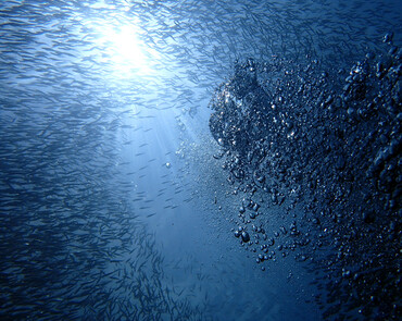 仇东平水摄作品53-气泡与沙丁鱼_每日一照2021_海富瑜