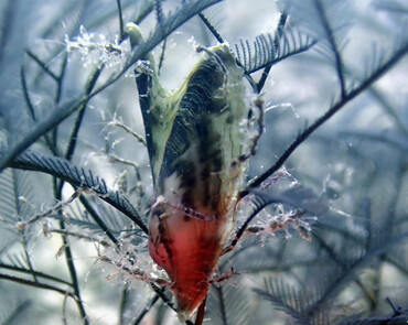 仇东平水摄作品54-美丽柳莺蛤_每日一照2021_海富瑜