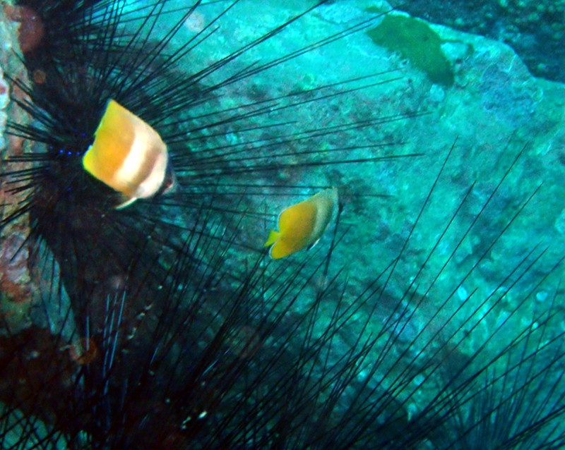 麻包蝶、珠蝶、Chaetodon kleinii_麻包蝶_海富瑜