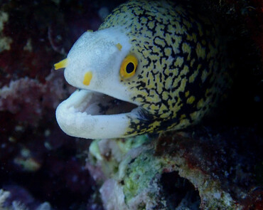 仇东平水摄作品57-雪花海慢_每日一照2021_海富瑜