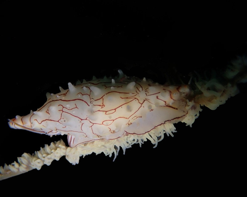 仇东平水摄作品58-红丝海兔螺_每日一照2021_海富瑜