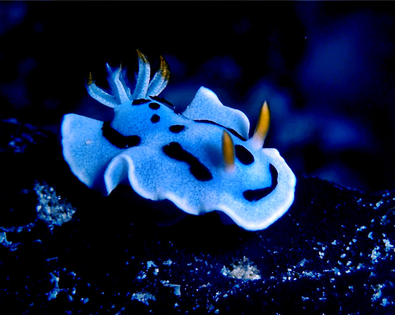 仇东平水摄作品59-戴安娜海兔_每日一照2021_海富瑜