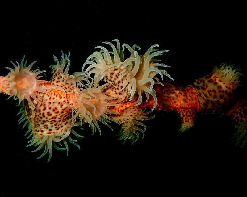 仇东平水摄作品60-豹纹海葵_每日一照2021_海富瑜