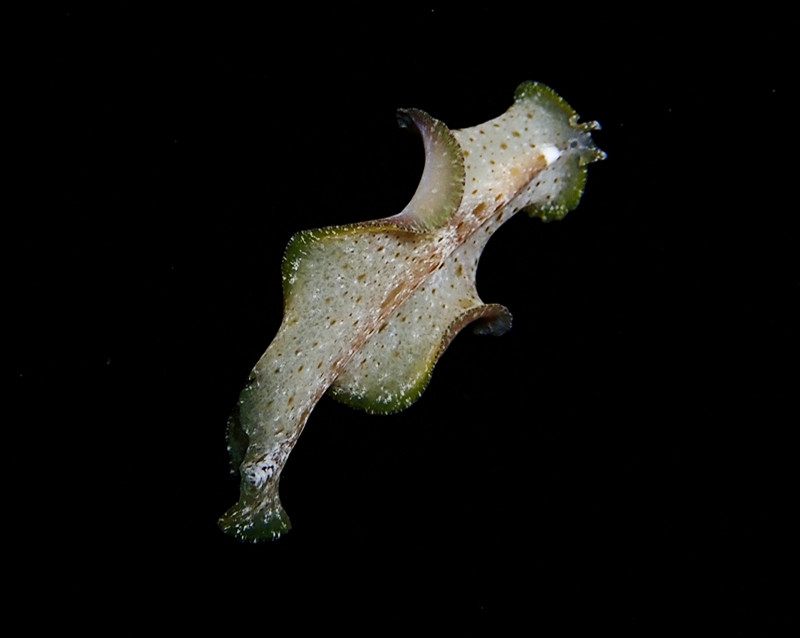 仇东平水摄作品61-青边扁虫_每日一照2021_海富瑜